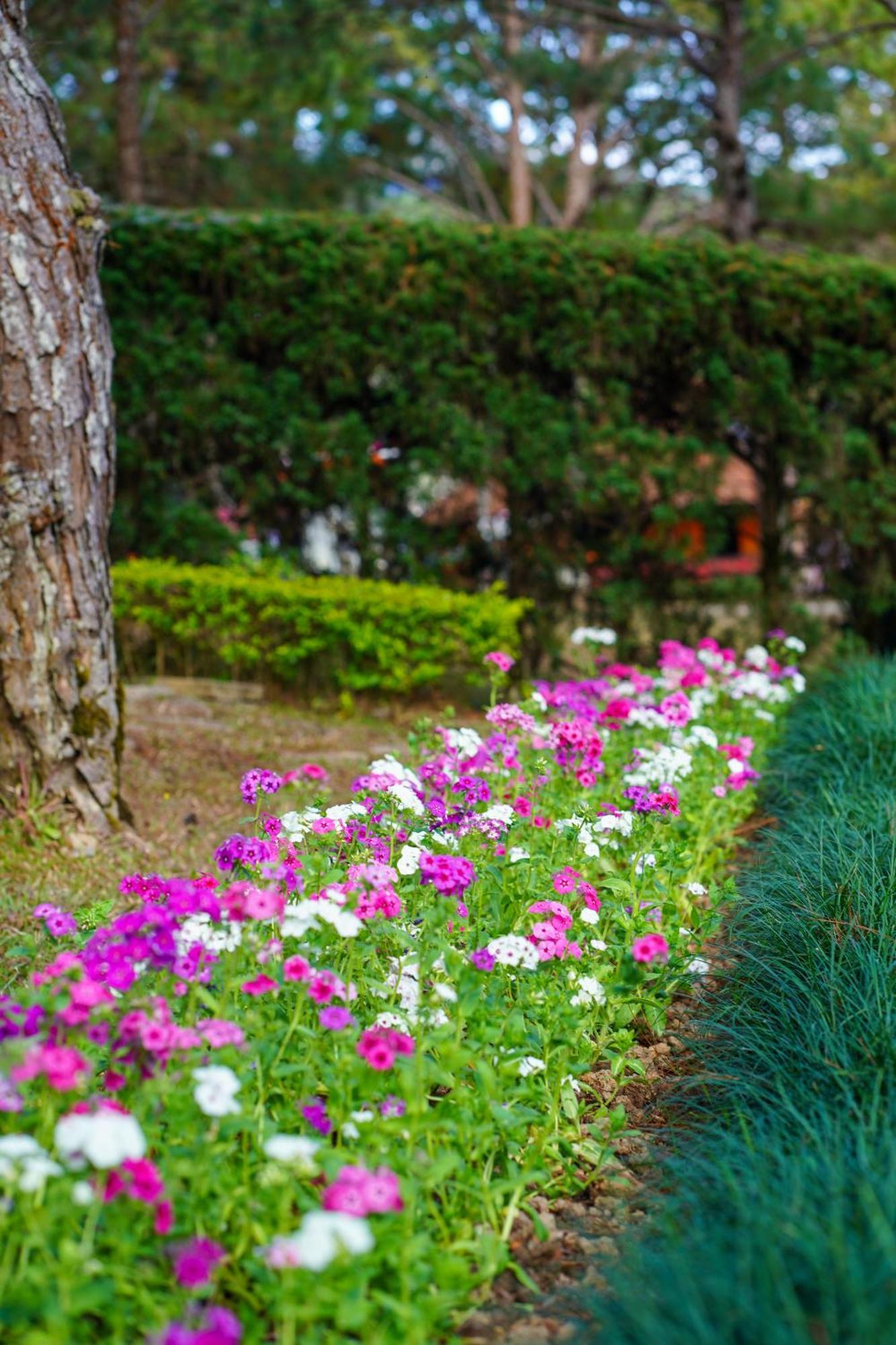 Ttc Dreamy Hill Resort - Unlimited Access To Ttc World - Thung Lung Tinh Yeu Νταλάτ Εξωτερικό φωτογραφία
